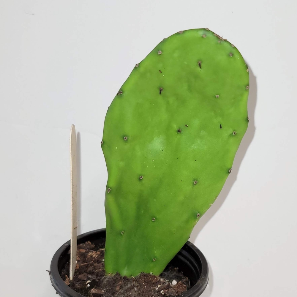 Nopal Cactus Plant with Roots In  a Four Inch Pot for Terrariums And Home Decor.